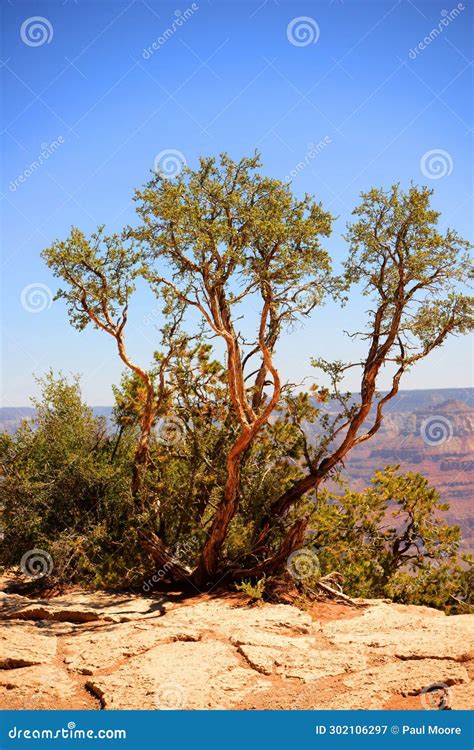 Brave Pinon Pine Tree Grand Canyon Arizona Stock Image Image Of Abyss