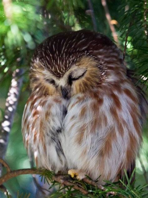 I Just Learned That Owls Lie Down On Their Tummies To Sleep Raww