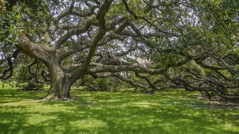 There are hundreds of oak species around the world that thrive in dry soils, in wetlands, along banks and in a variety of soil types. The Root Systems of Oak Trees | Tree, Oak tree, Tree roots