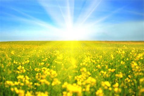Sunny Day Royalty Free Stock Photography Image 7923617