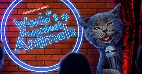 Worlds Funniest Animals Episode 312 Cw Seattle
