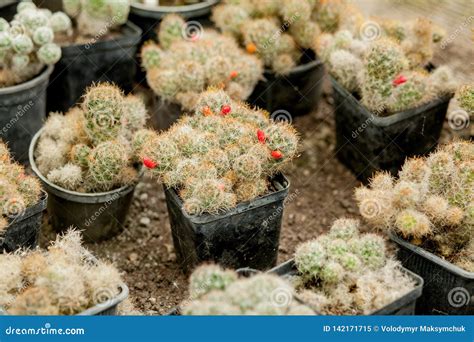 Collection Of Cactus Plants In Pots Small Ornamental Plant Selective