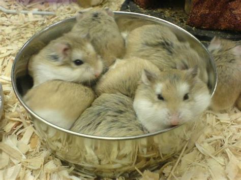 William Of Wales Pictures Of Hamsters At Petsmart