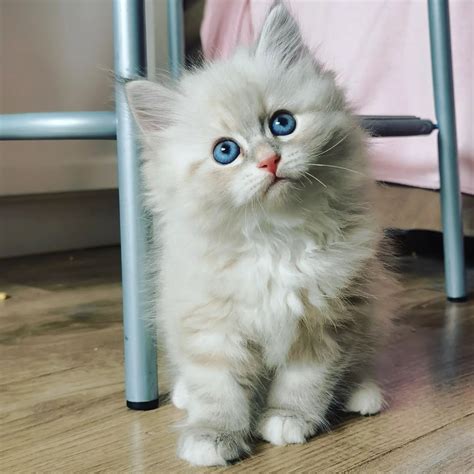 Hypoallergenic Siberian Kittens For Sale Near Me Where To Buy A