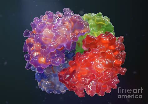 Haemoglobin Molecule Photograph By Medical Graphics Michael Hoffmann