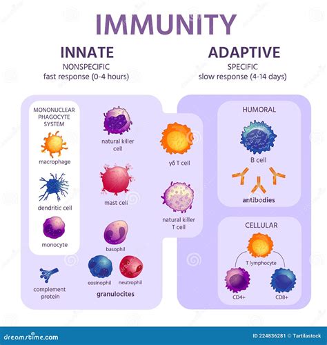 innate and adaptive immune system immunology infographic with cell types stock vector