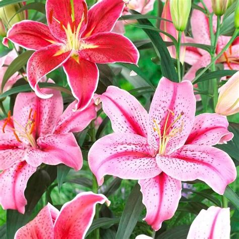 10x Lilium Garden Mix Lys Mélange de couleurs Plantes fleuries