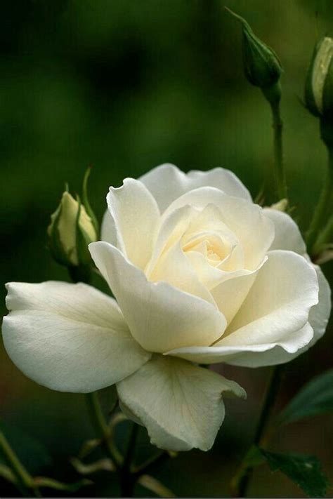 Love Rose Amazing Flowers Beautiful Roses Beautiful Gardens White