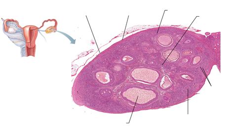 Histology Of Ovary Diagram Quizlet