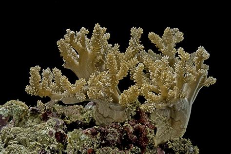 Easy Soft Live Corals For Reef Aquariums