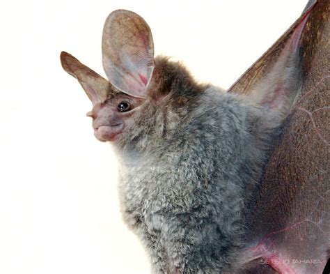 The Wooly False Vampire Bat Chrotopterus Auritus Is One Of The Larger