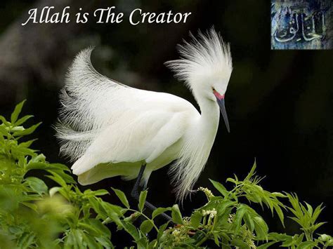 S.S.P: The Creation OF ALLAH