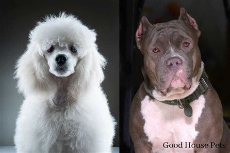 Pitbull Poodle Mix Everything You Need To Learn Here