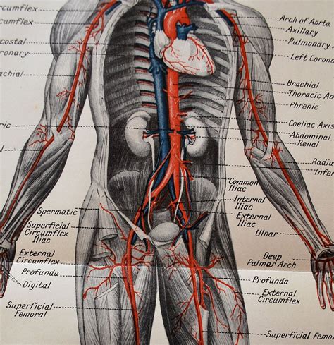 Body Anatomy Hd