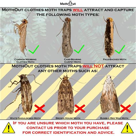 MothOut 8 Pheromone Clothes Moth Traps Carpet Moth Killer Anti Moth
