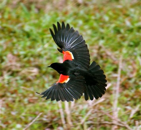 Orange Winged Blackbird Just Saw Him This Morning Red Wing