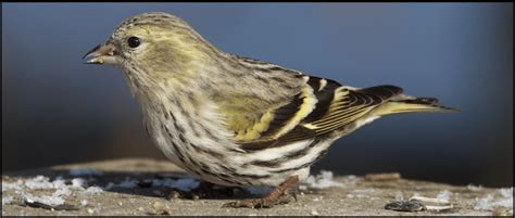 11 Types Of Finches Found In Indiana Id Guide Bird Watching Hq