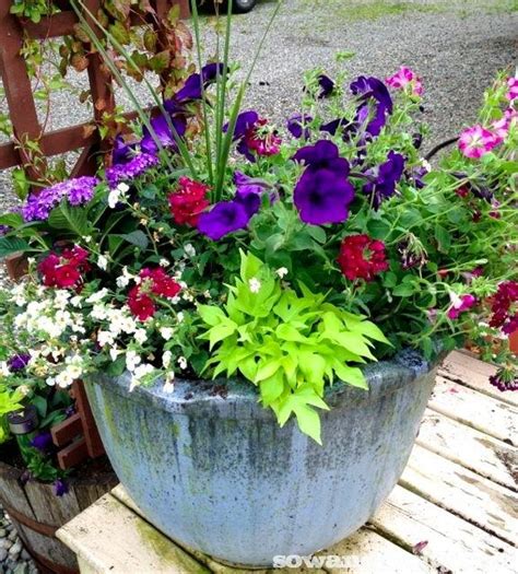 Keep it in cool, moist soil for the best displays, and make sure it gets plenty of sun. Early Summer Flowers - Paperblog