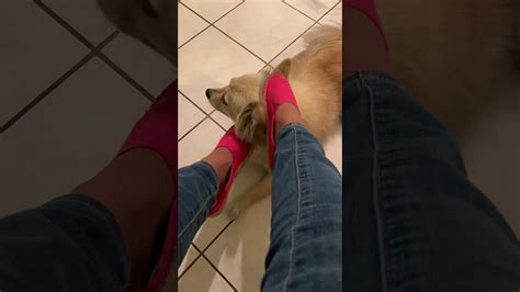Petting Him With My Feet Youtube