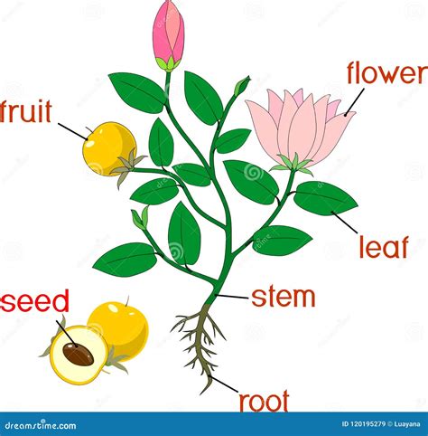 Parts Of Plant Morphology Of Flowering Plant With Root System Flowers