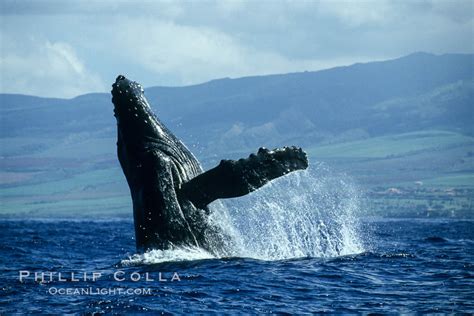 Humpback Whale Breaching Megaptera Novaeangliae Maui Hawaii