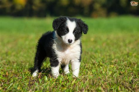Check spelling or type a new query. Border Collie Dog Breed Information, Buying Advice, Photos and Facts | Pets4Homes