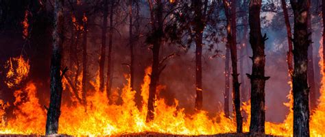Actualidad, última hora, vídeos, fotos y audios. Incendios forestales | FUNDAMENTOS TEÓRICOS DEL DISEÑO II