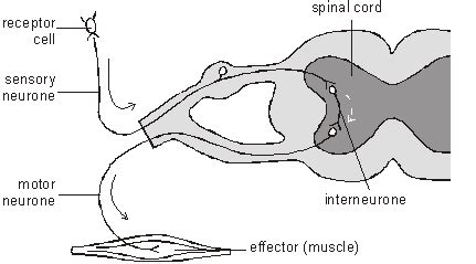 (1) the nerve that senses the hammer tap on the tendon each reaction that they can test (knee jerk is the most common) can be traced back to a part of the brain. The Reflex Arc In a simple reflex arc, such as ...