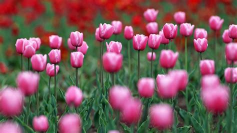 Pink And Red Tulip Field At Daytime Hd Wallpaper Wallpaper Flare