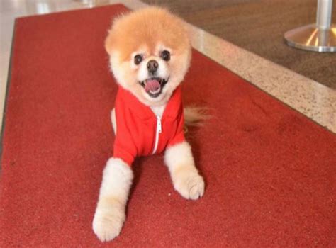 Worlds Cutest Dog Dies From Heartbreak