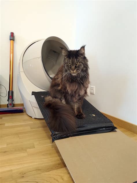 Litter Robot Ramp | vlr.eng.br