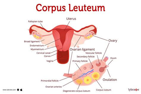 Corpus Leuteum Image Human Anatomy Picture Functions Diseases And