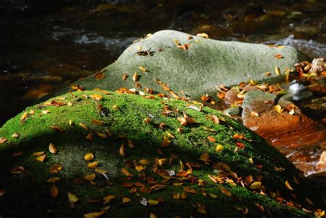 Rocks In Autumn River Stock Image Image Of Leaf Autumn 7041771