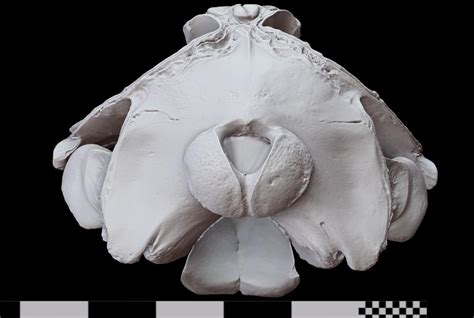 Berardius bairdii have a limited range within the northern pacific ocean. Idaho Virtual Museum - Osteo - View Specimen