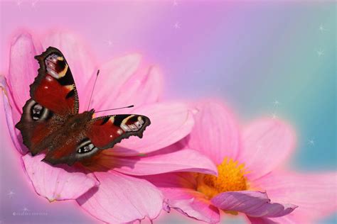 Download Red Butterfly On Pink Daisy Flowers Wallpaper