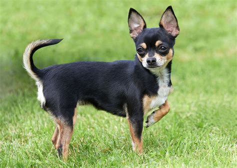 Chihuahua Dog Description Temperament Images And Facts Britannica