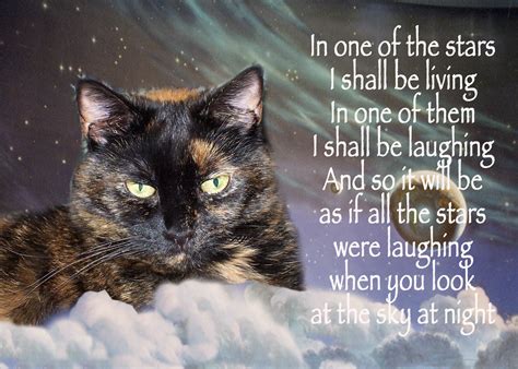 Cat Grieving Quotes Quotesgram