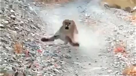 Watch Hikers Terrifying Encounter With An Aggressive Cougar Goes Viral