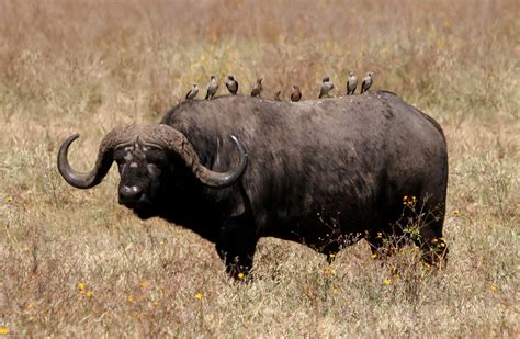 African Buffalo High Definition Wallpaperscool Nature Wallpapers