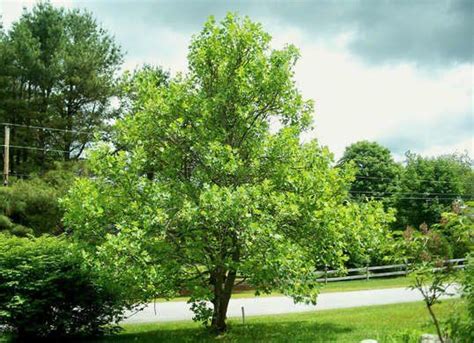 10 Of The Best Trees For Any Backyard Backyard Shade Backyard Trees