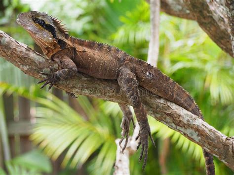 Lizard Or Dragon On Branch Stock Photo Image Of Bright 84516996