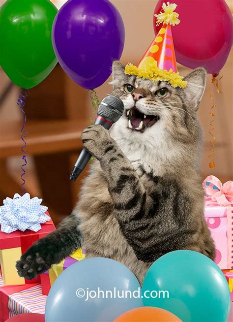 cats singing happy birthday meme cat meme stock pictures and photos