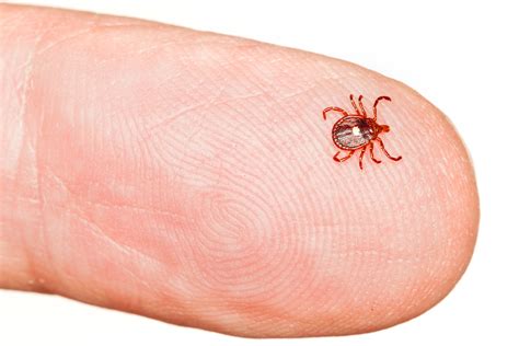 Lone Star Ticks Can Make You Allergic To Red Meat Insidehook