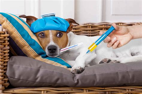 First Year Puppy Shots And Beyond Guide To Dog Vaccinations