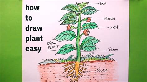 How To Draw A Plant Step By Stepvery Easylets Draw The Plarts Of A