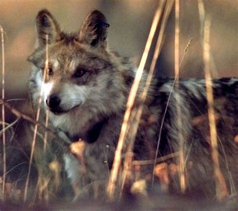 Mexican Gray Wolf Rebounds In Southwest The Seattle Times