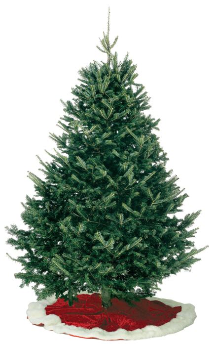 Balsam Fir Kirk Company Premium Supplier Of Christmas Trees And