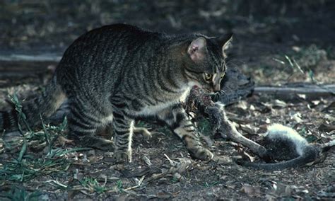 They have a typical body. Feral cats more likely to prey on native animals if rabbit ...