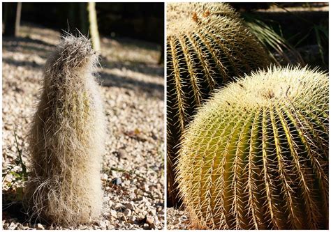 Los cactus provistos de pelos, con muchas espinas o espinas grandes, requieren de sol directo. Pecole: Un jardín de cactus en Barcelona