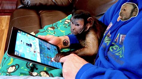 Monkey Playing With His Ipad Youtube